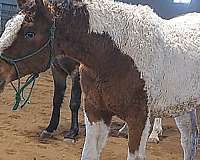 bred-bashkir-curly-horse