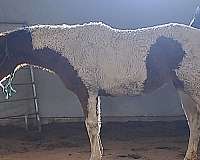 bred-to-bashkir-curly-horse