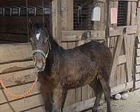 quarter-horse-filly
