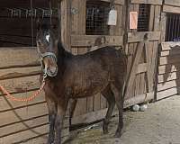 quarter-horse-for-sale