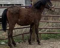 quarter-horse