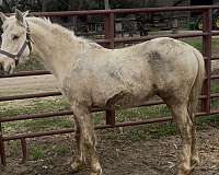 quarter-horse-colt