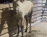 quarter-horse-for-sale