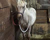 quarter-horse