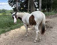 good-conformation-paint-horse
