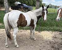 great-gelding-paint-horse