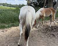 chestnut-white-colt