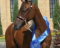 white-hairs-on-forehead-snip-back-fetlocks-horse