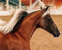 silb-white-hairs-on-forehead-snip-back-fetlocks-horse