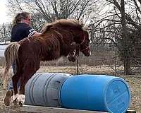 white-hairs-on-forehead-snip-back-fetlocks
