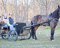 trail-class-morgan-horse
