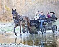 all-around-morgan-horse