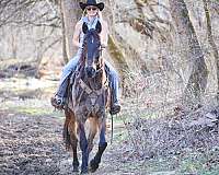 athletic-morgan-horse