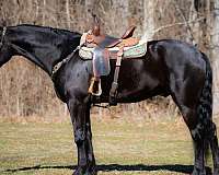 all-around-friesian-horse