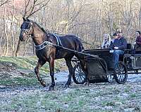 athletic-friesian-horse