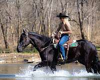 draft-friesian-horse