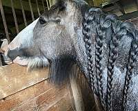 gypsy-vanner-filly