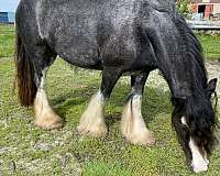 gypsy-vanner-horse-for-sale