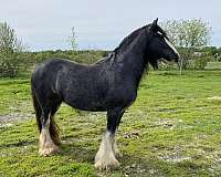 gypsy-vanner-horse