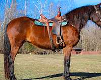 all-around-belgian-horse