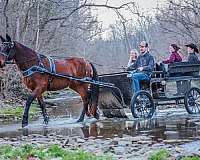 athletic-belgian-horse