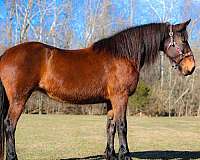 beginner-belgian-horse