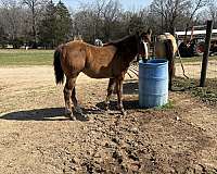 blaze-horse