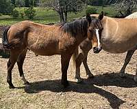 silver-lining-quarter-horse