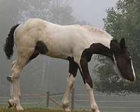 double-registered-knabstrupper-horse