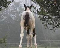 gypsy-vanner-colt