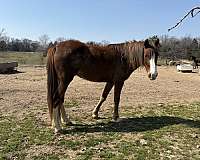 4-whites-blaze-horse