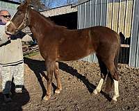 bay-4-whites-blaze-horse