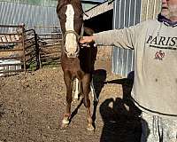 great-conformation-filly