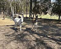 a-few-grey-spots-donkey