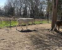 white-a-few-grey-spots-donkey