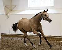 buckskin-white-blaze-three-ankles-horse