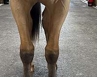 finish-dutch-warmblood-horse