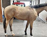 farrier-dutch-warmblood-horse