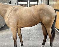 futurity-dutch-warmblood-horse