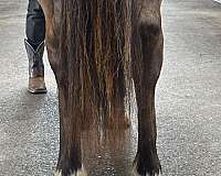 futurity-prospect-dutch-warmblood-horse