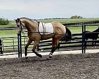 foot-dutch-warmblood-horse