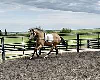 club-dutch-warmblood-horse