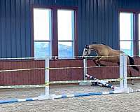 date-dutch-warmblood-horse