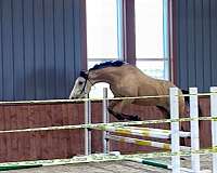 handled-dutch-warmblood-horse