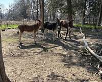 cowboy-mounted-shooting-donkey