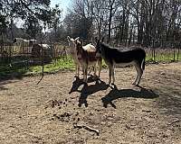 sidesaddle-donkey