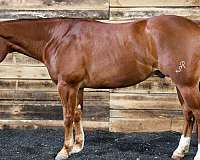 athletic-quarter-horse