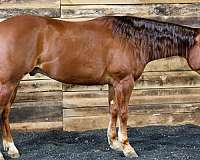 beginner-quarter-horse