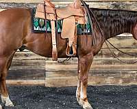 calf-roping-quarter-horse
