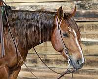 cutting-quarter-horse